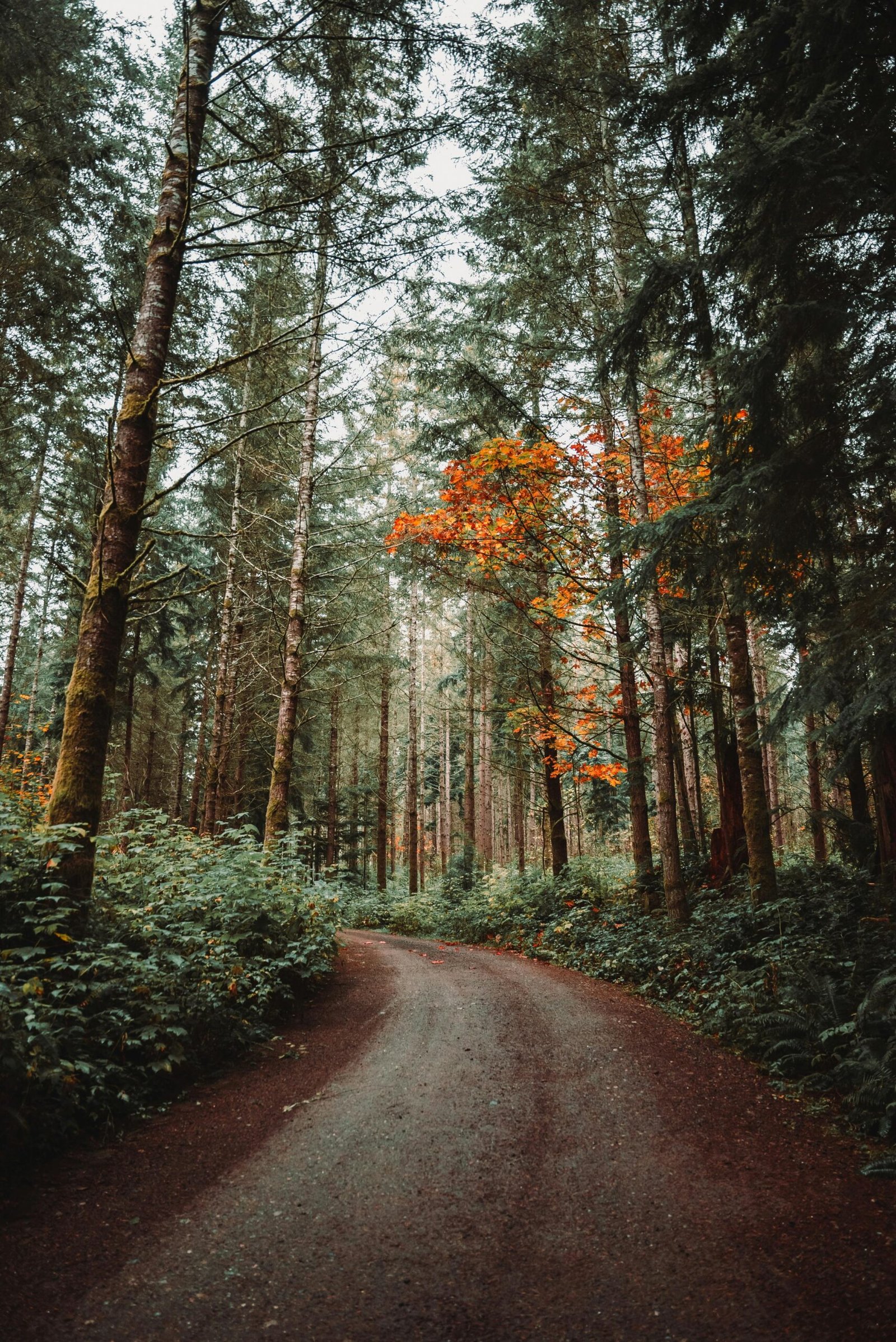A tranquil forest path lined with towering trees and autumn leaves in Seattle, Washington.
